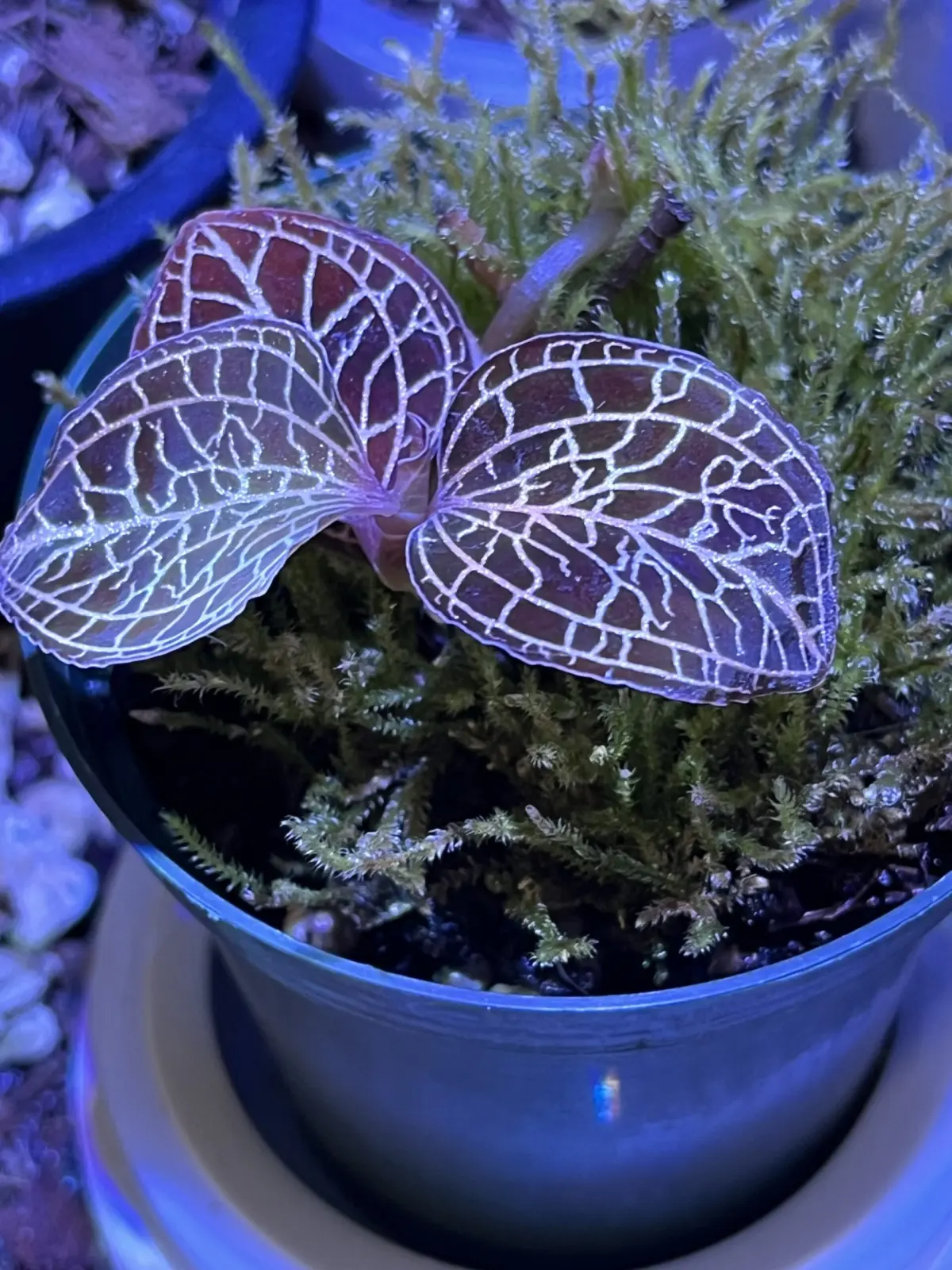 ジュエルオーキッド