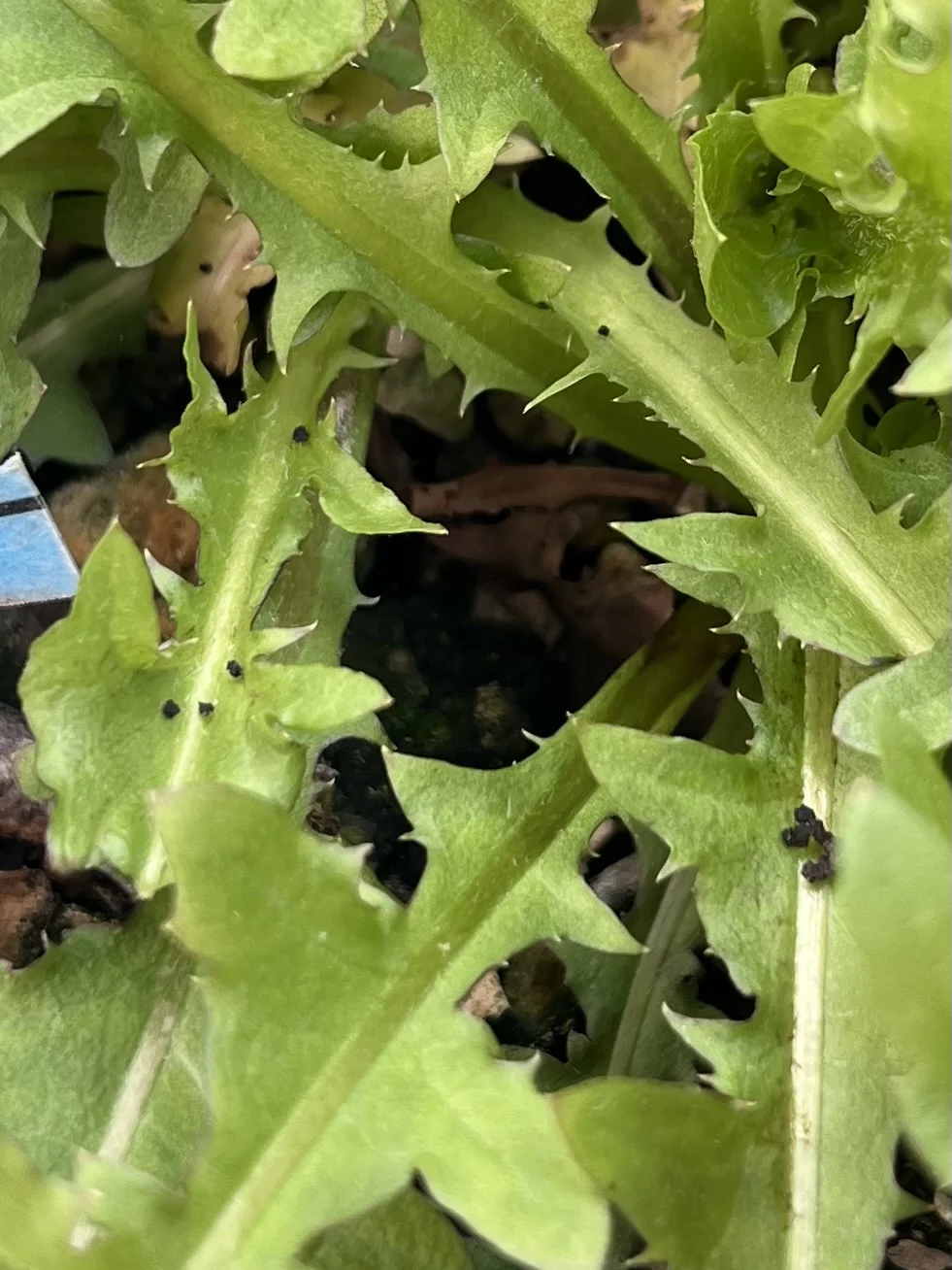 シロバナタンポポ　害虫