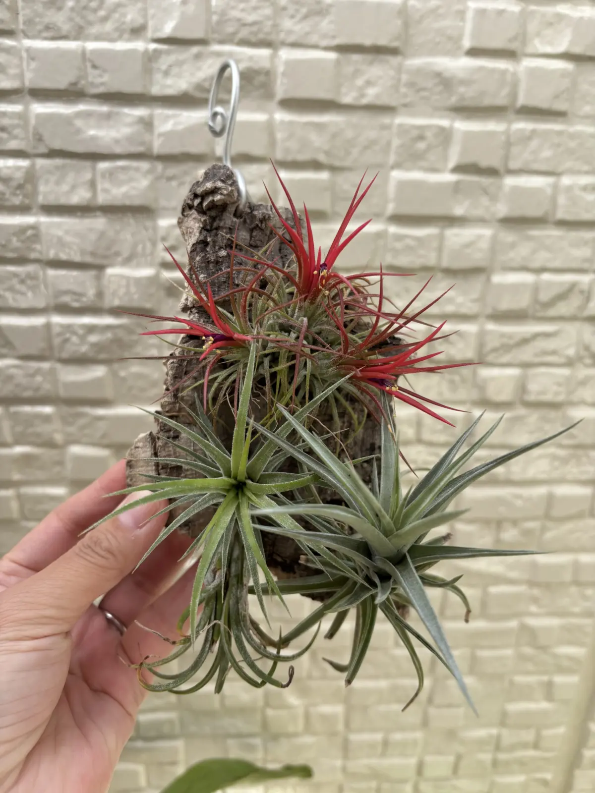 ティランジア　100均