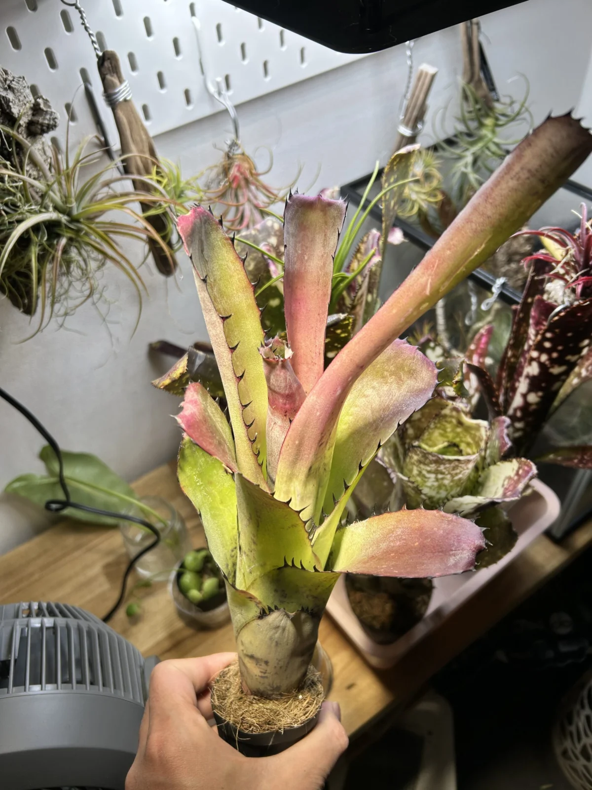 ビルベルギア　サンデリアナ