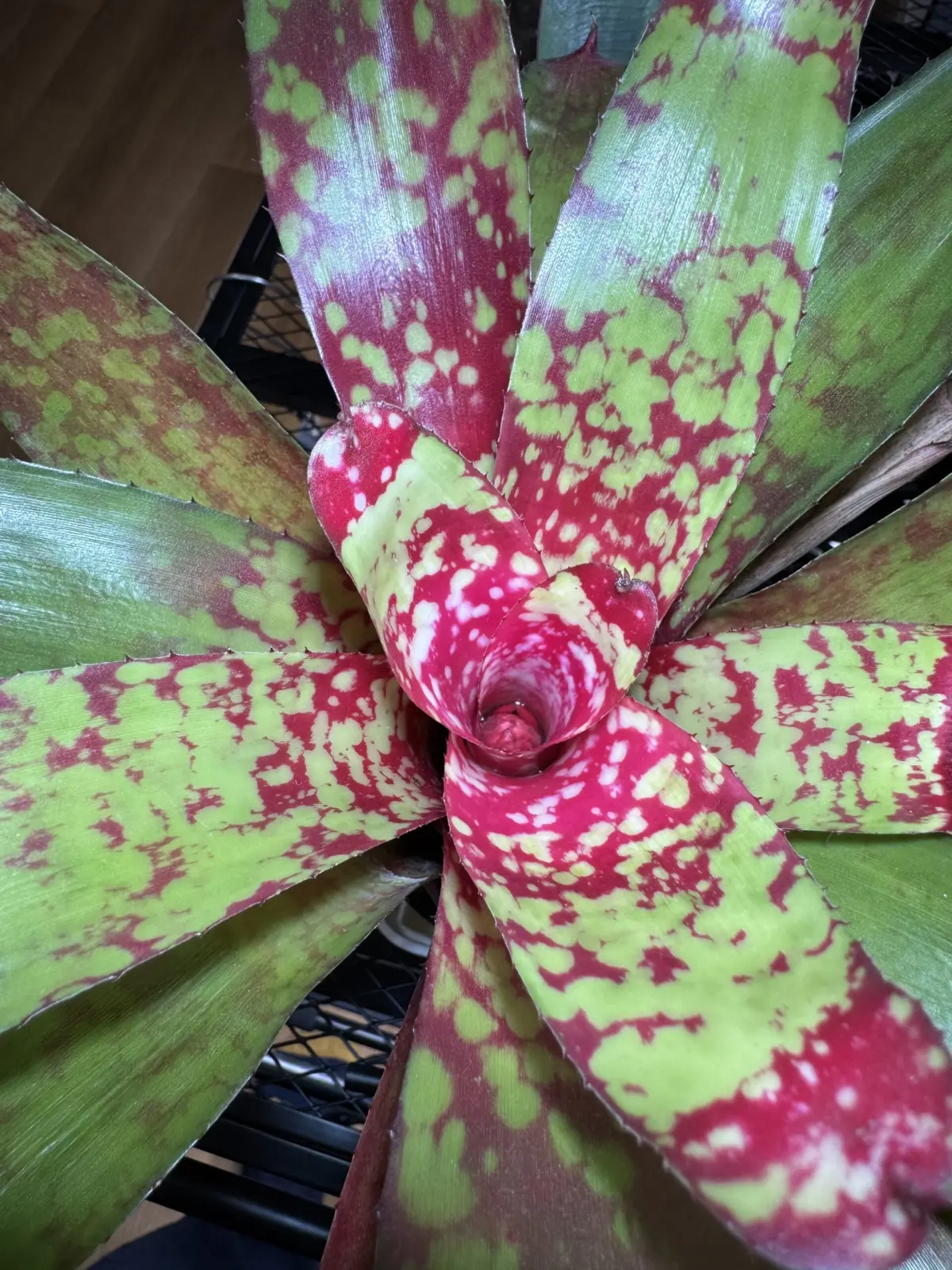 ネオレゲリア・ウィニー・ザ・プー