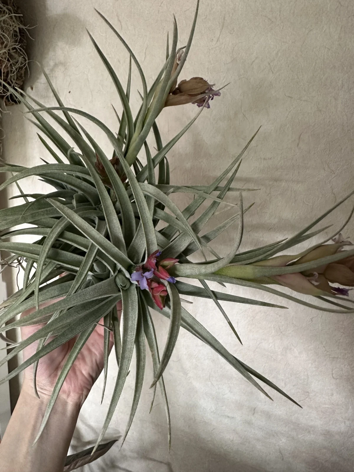 ティランジア レクルビフォリア × ネグレクタ