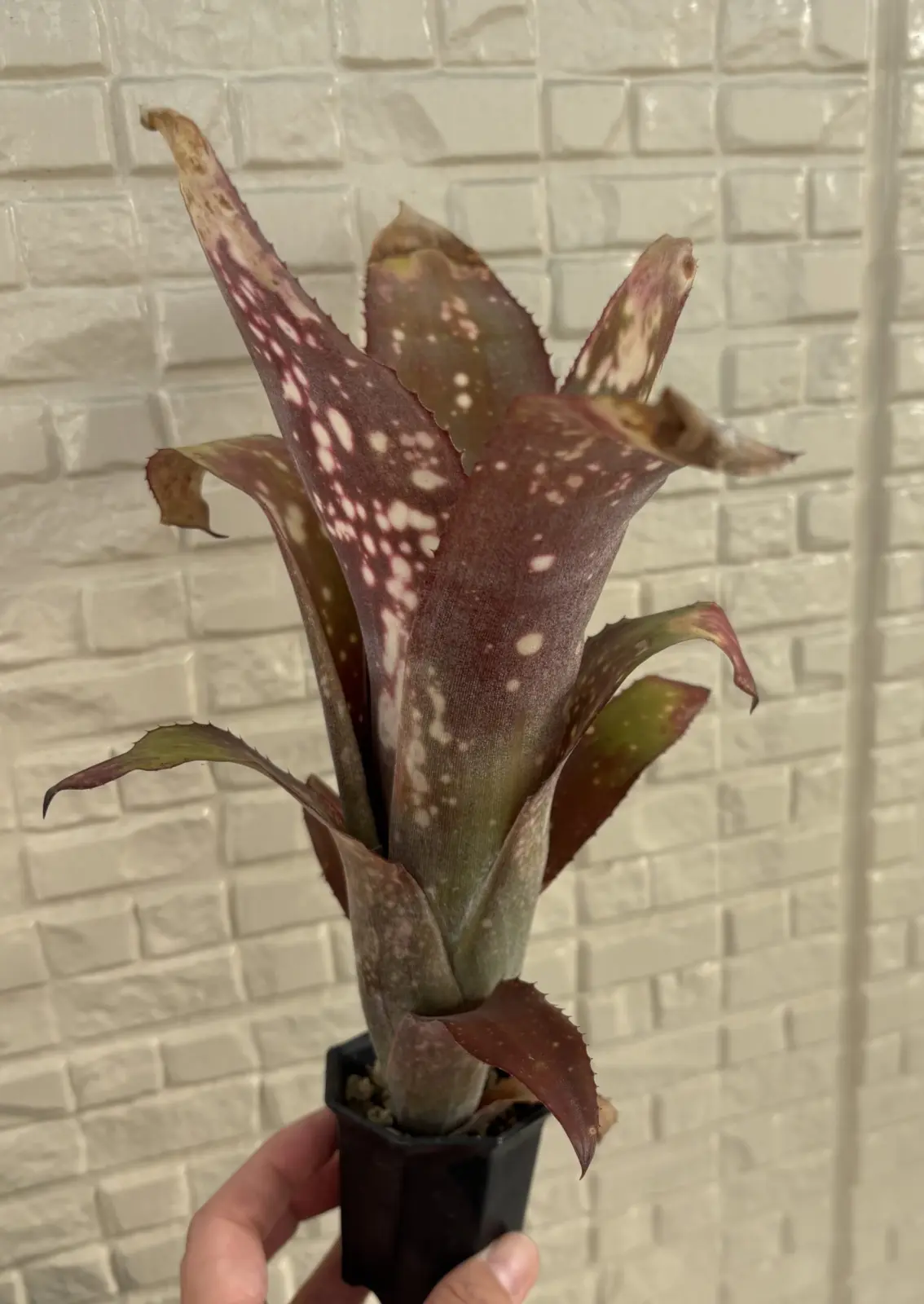 ビルベルギア　ラス・マンチャス