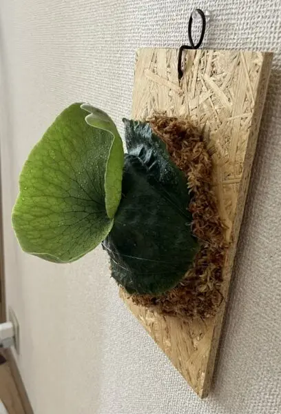 ビカクシダ　グランデ