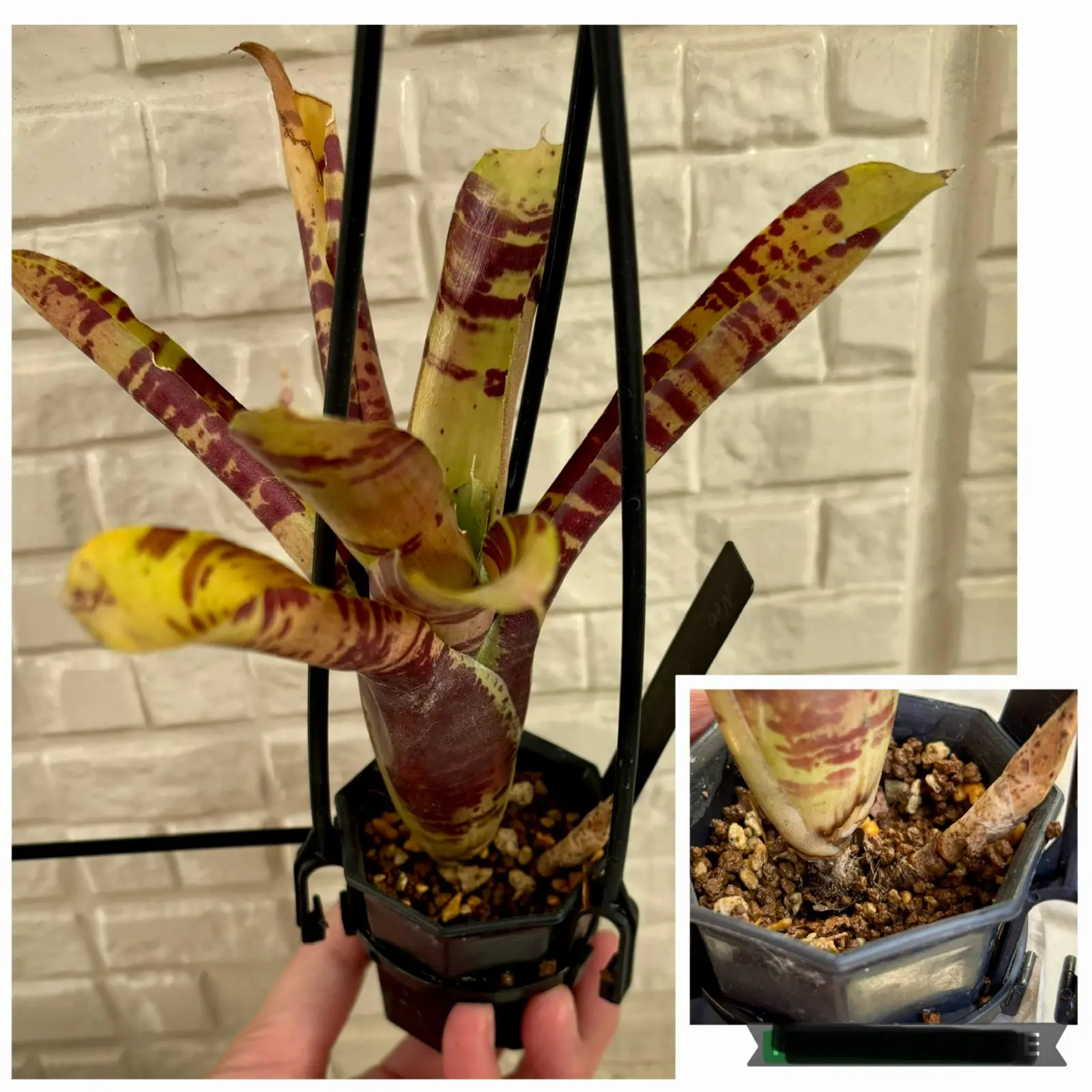 ネオレゲリア　チョコレートソース