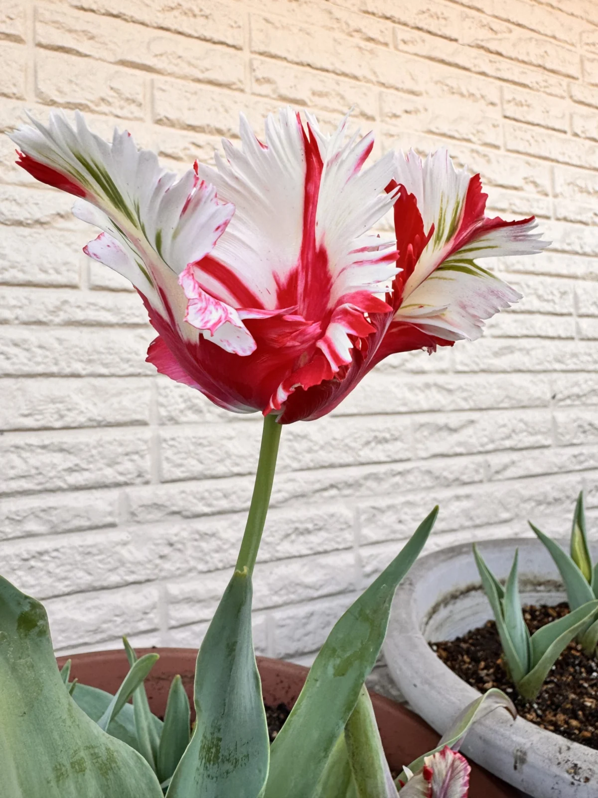 チューリップ　エステララインベルト　横から