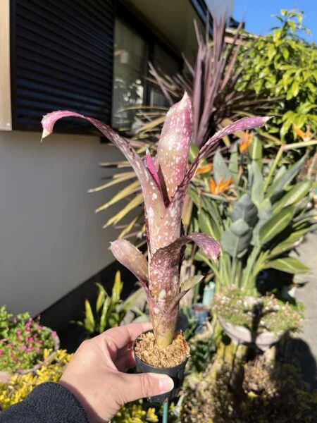 ビルベルギア クムフラ