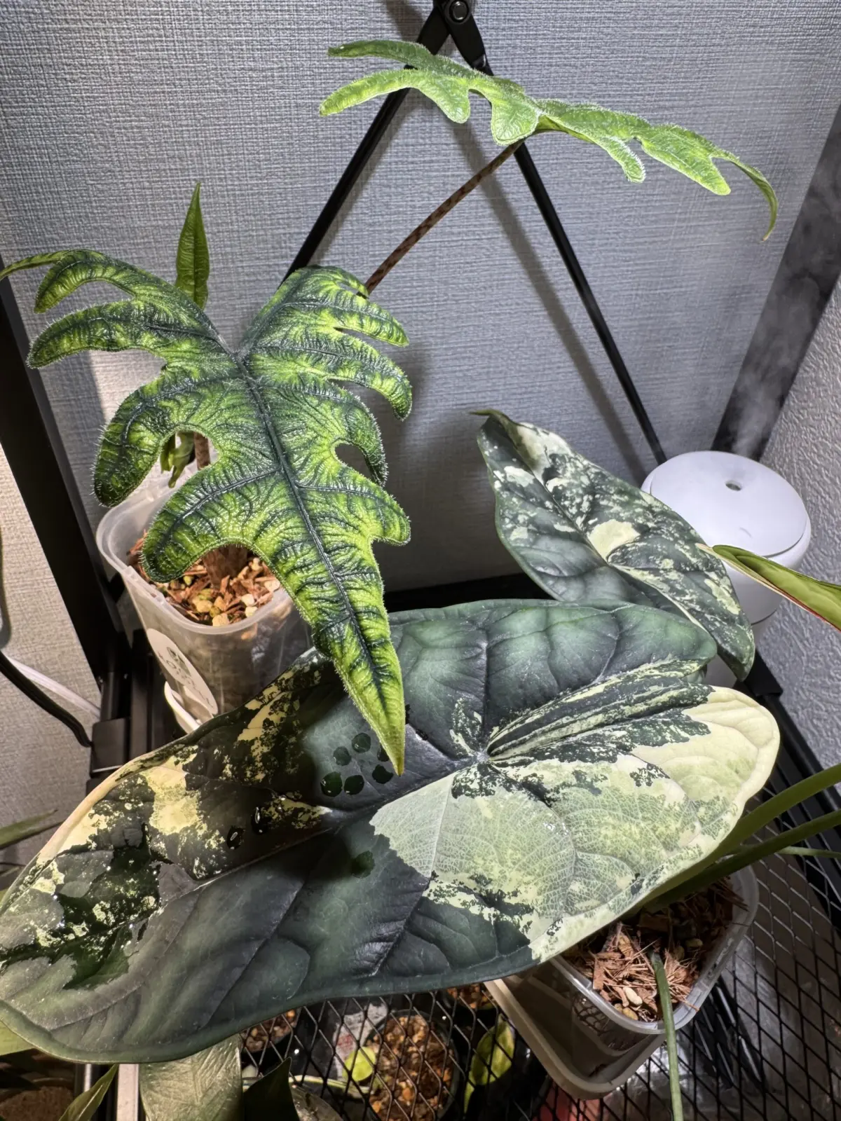 アロカシア・ドラゴンスケールとジャックリン