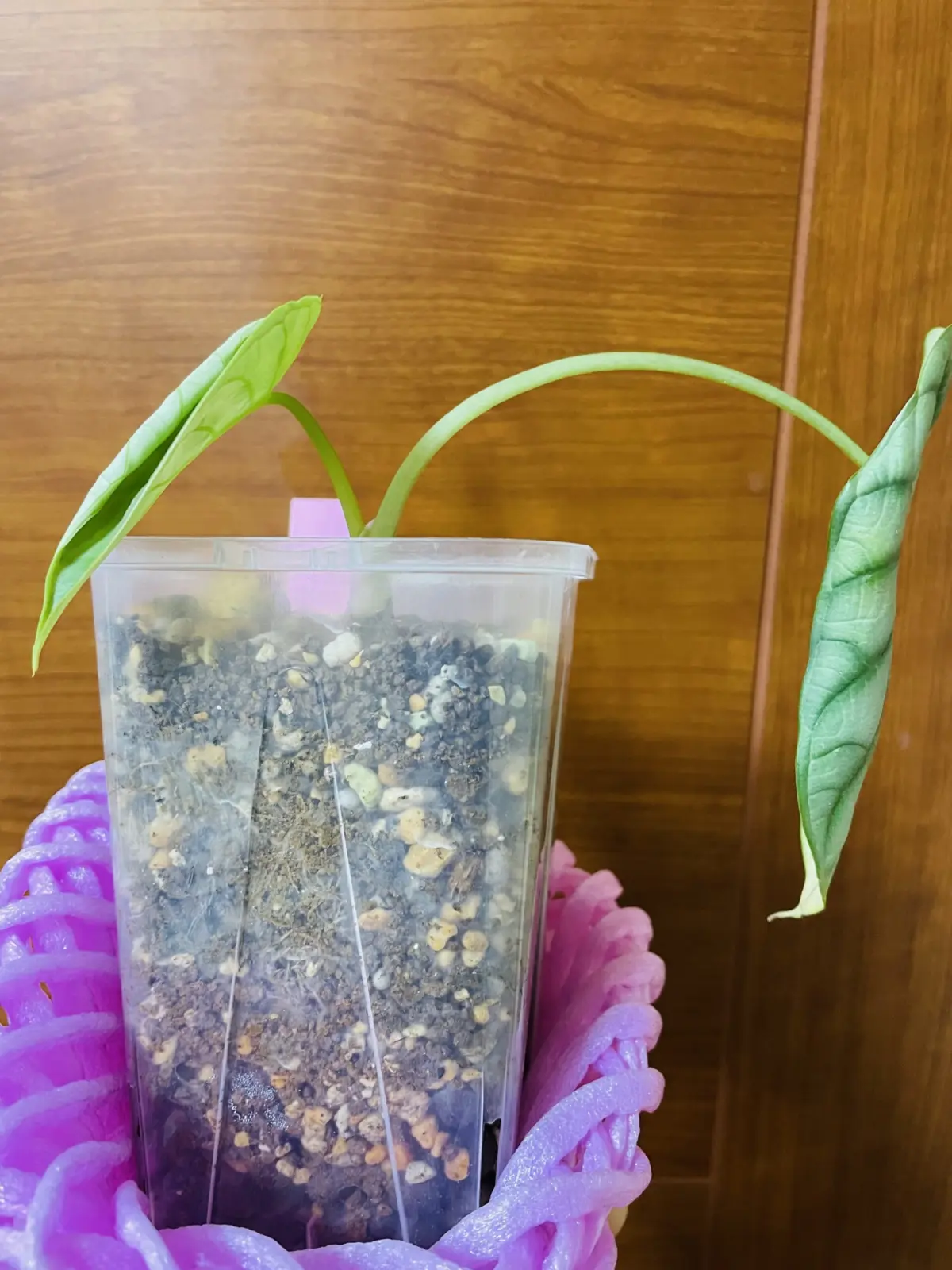 アロカシア　バギンダ　シルバードラゴン　葉が巻く