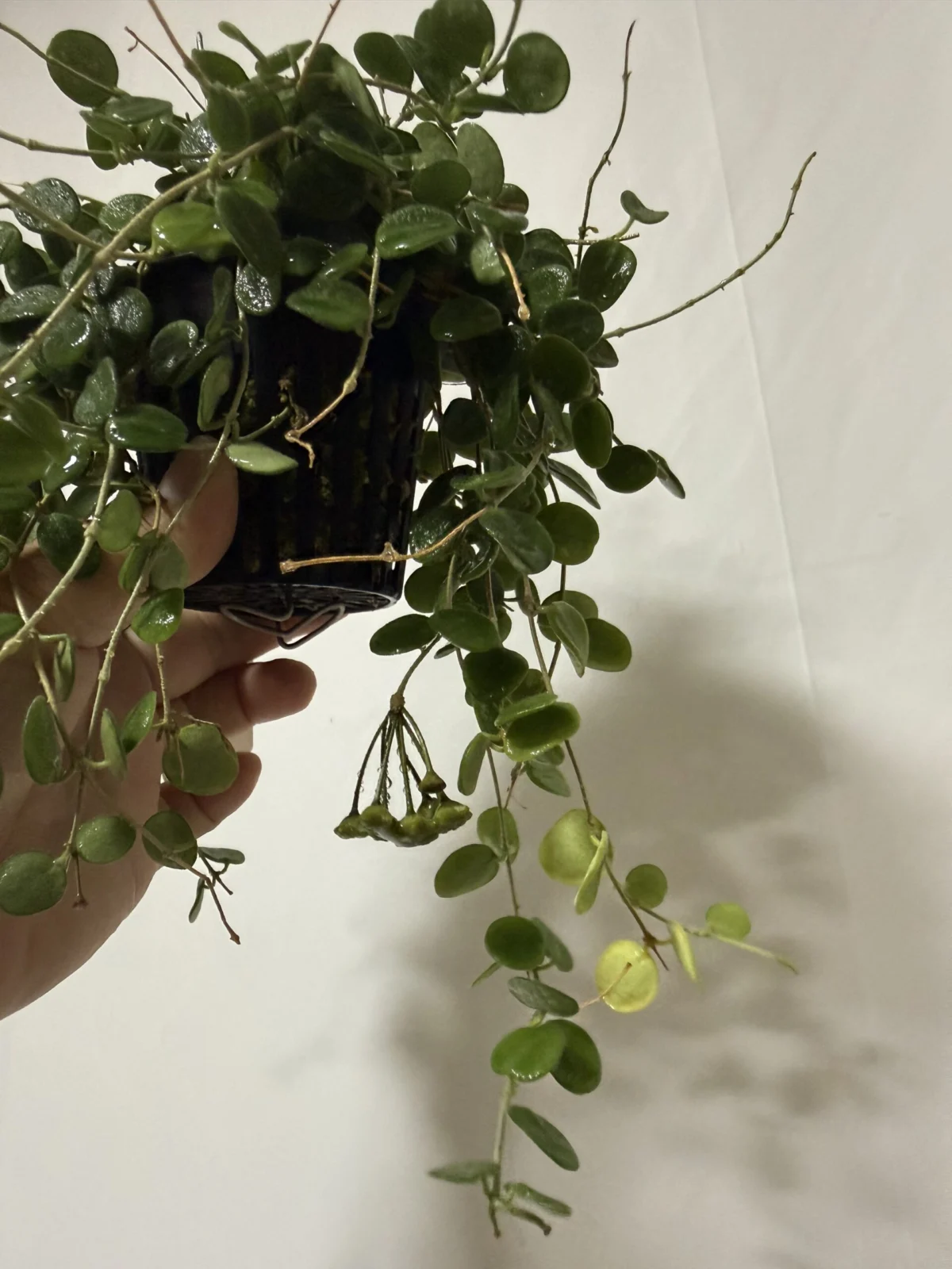 ホヤ　セルペンス　花座