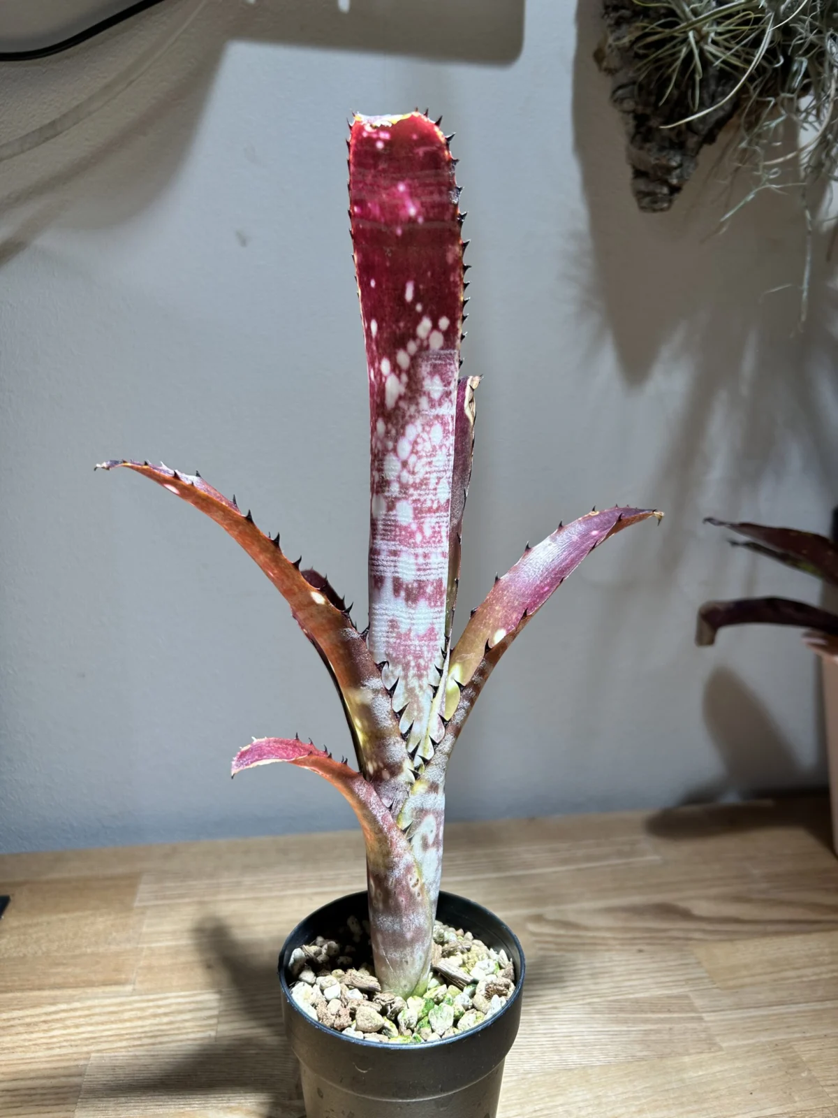 ビルベルギア トンプライ グルットン