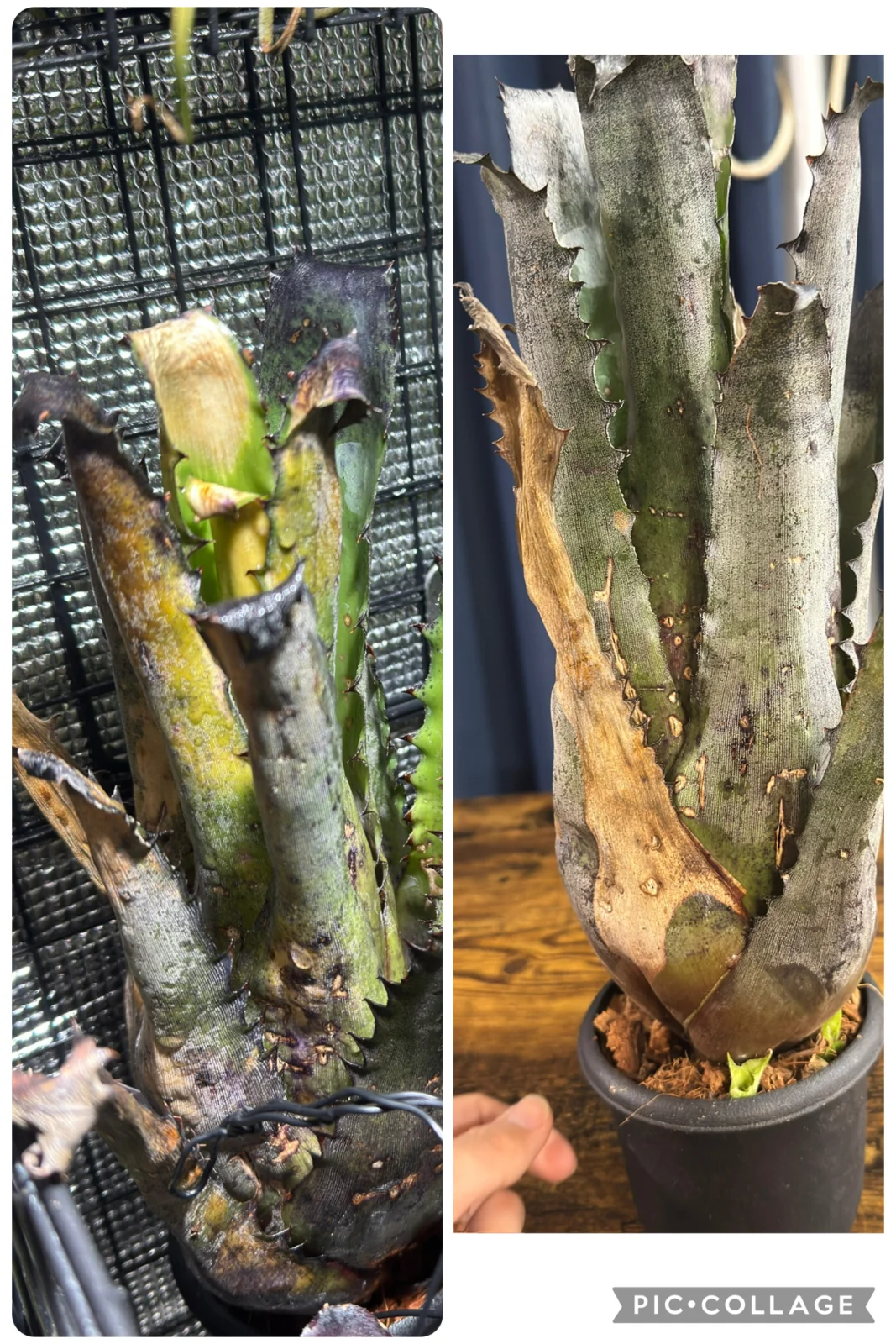 ホヘンベルギア ブラックフウジン 寒さ症状？ 葉焼け?