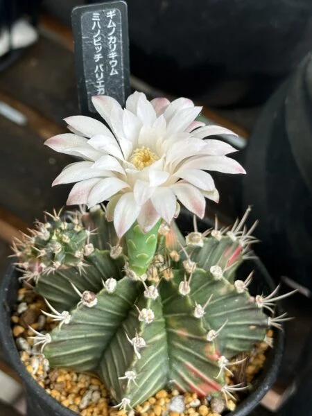 サボテン ギノカリウム ミハノビッチ バリエカータ 花
