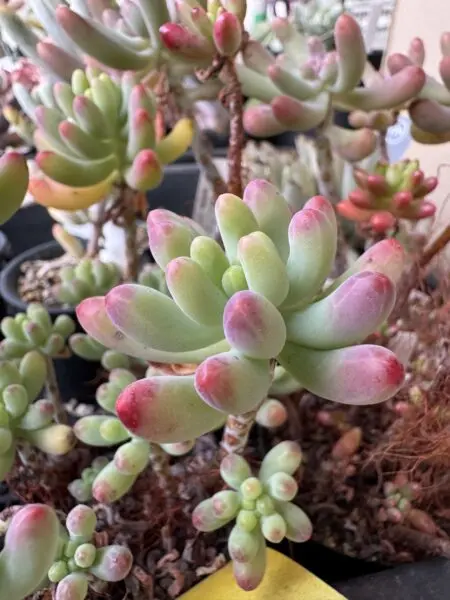 多肉植物 セダム 乙女心