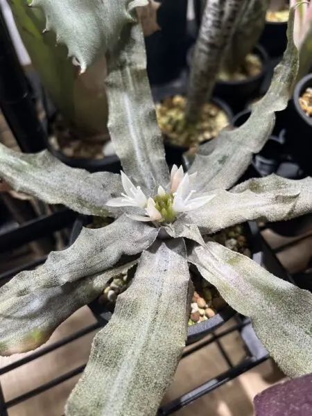 クリプタンサス　シルバーリラ　花