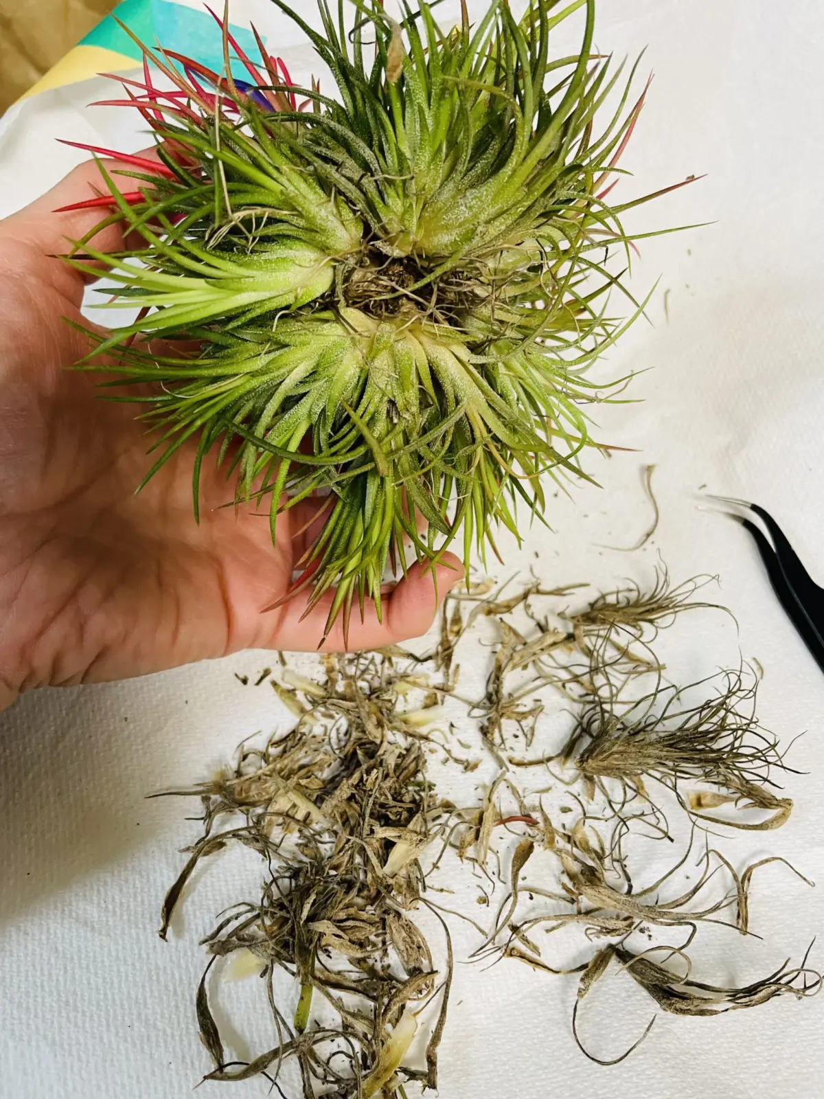 ティランジア　イオナンタ　フエゴ　クランプ　入手したら初めにやる事