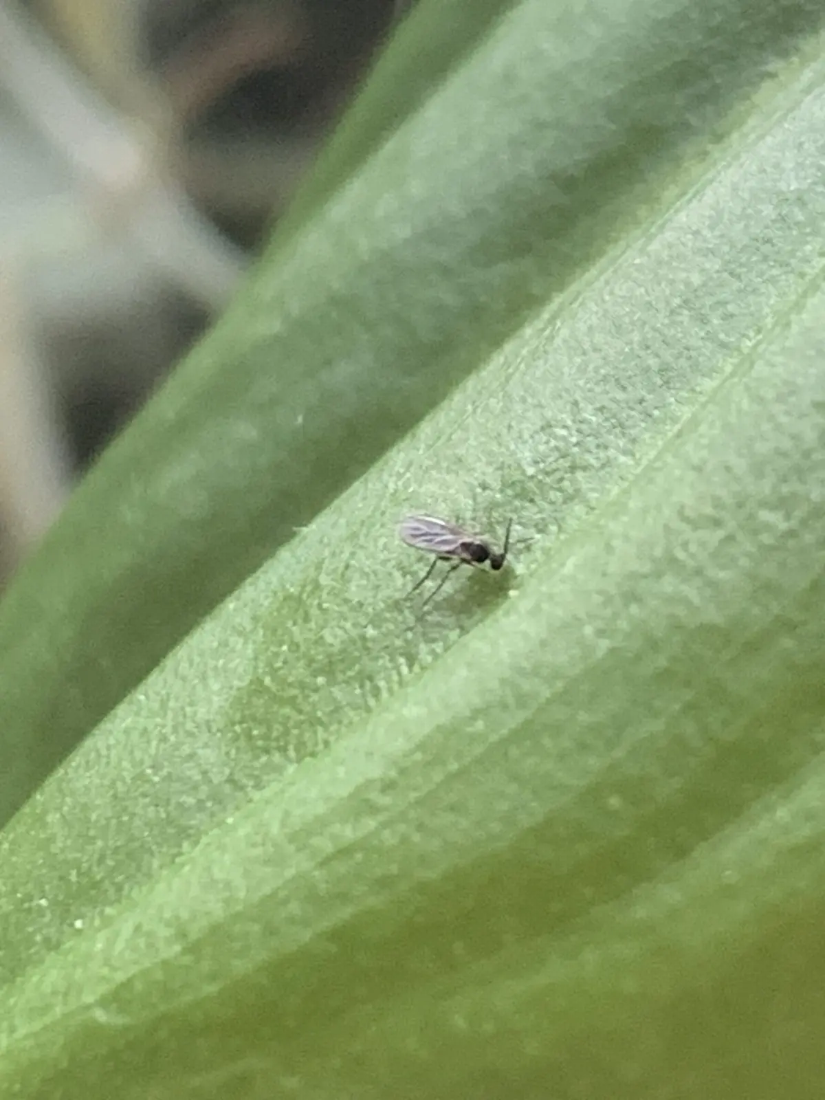 フィロデンドロン　マクドウェル　ハエ？