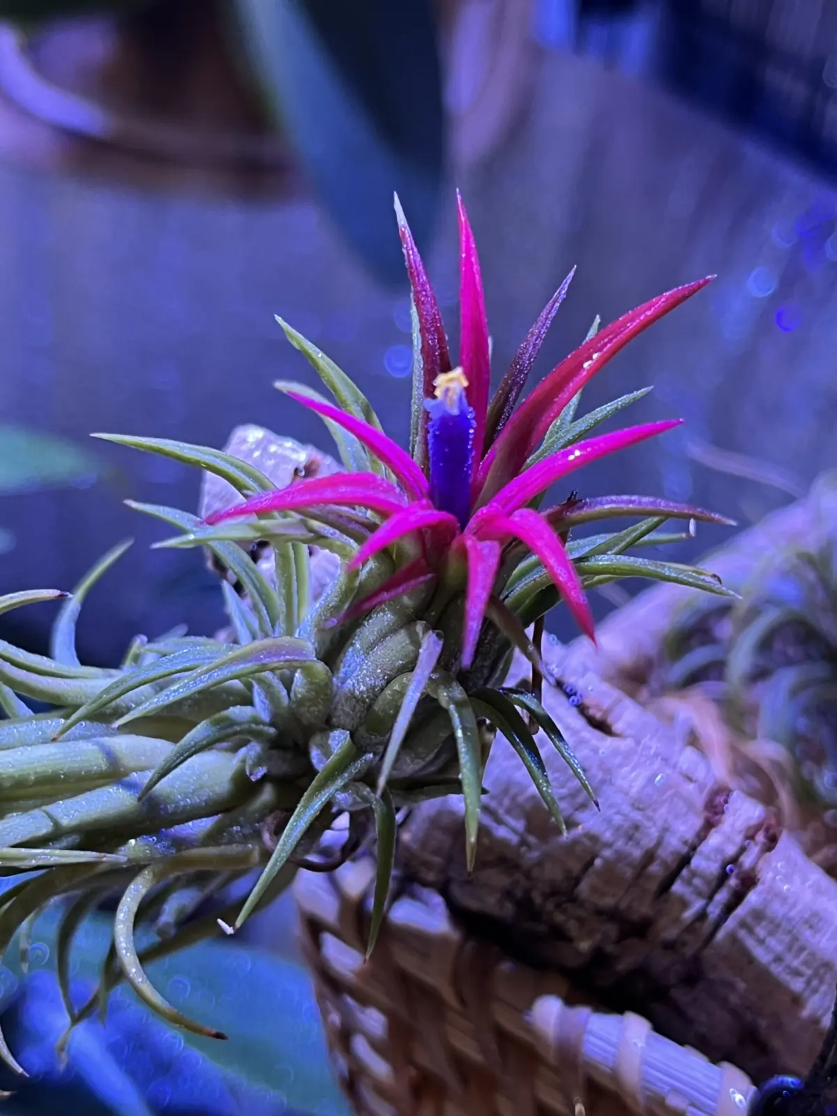 ティランジア　イオナンタ