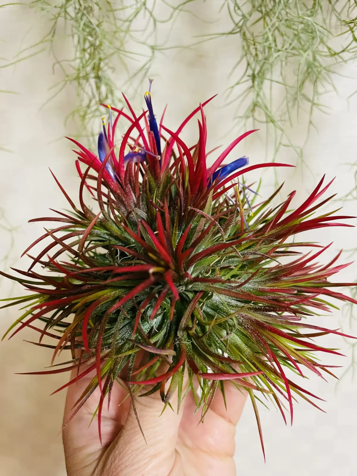 ティランジア　イオナンタ　フエゴ　クランプ　花