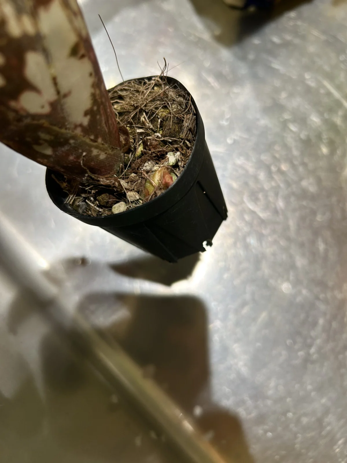 ビルベルギア　コーラン　アポカリプティック　X コーランクランチ