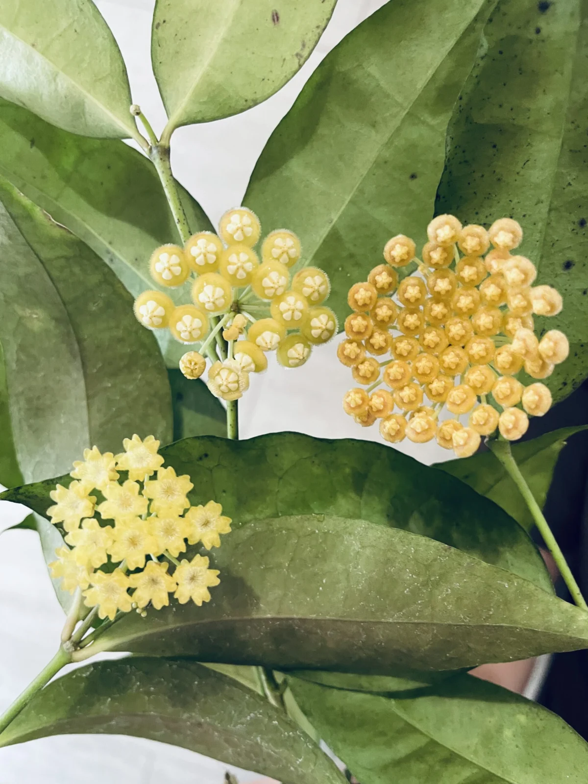 ホヤ　花