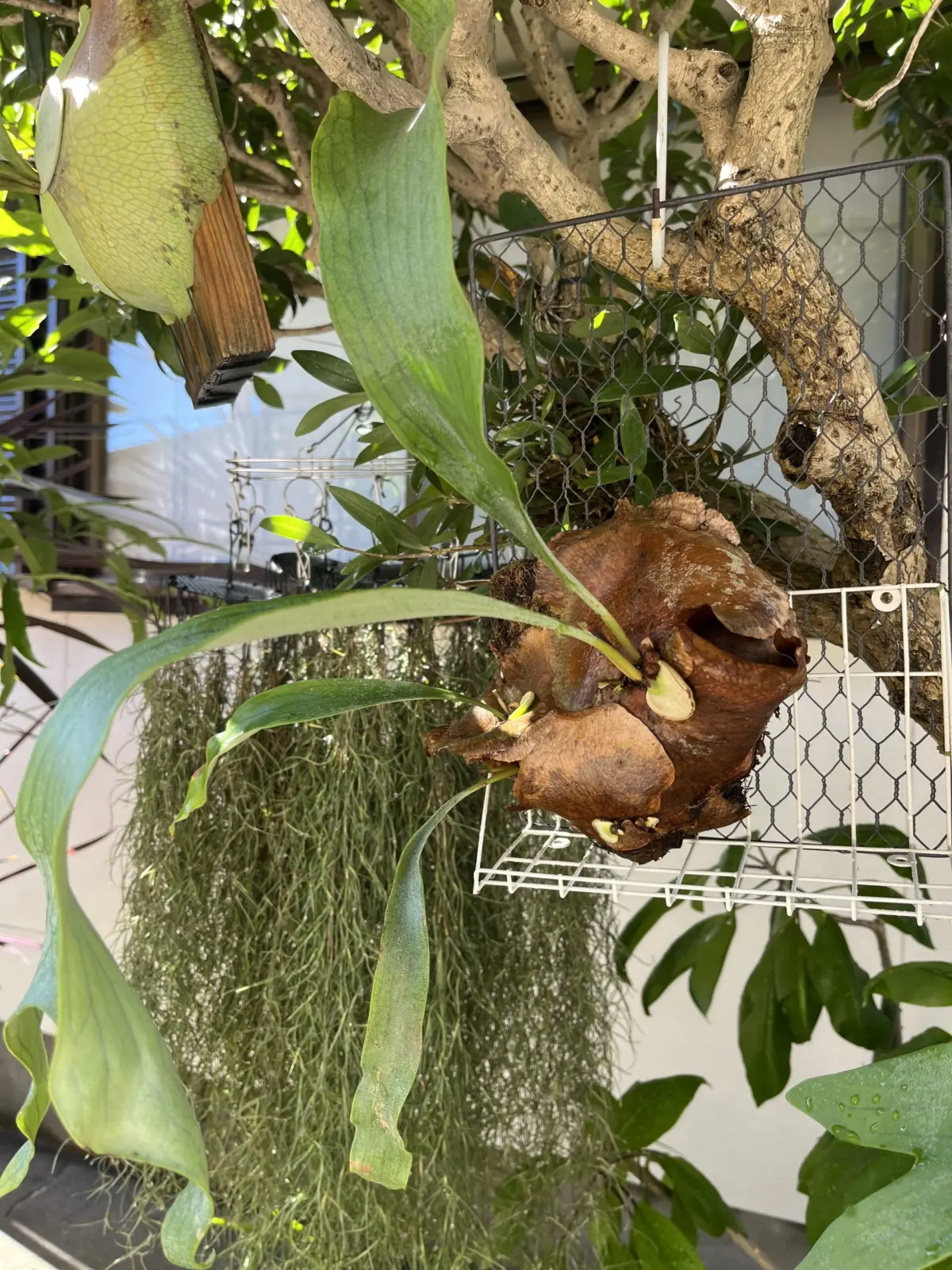 ビカクシダ 札落ち 品種不明