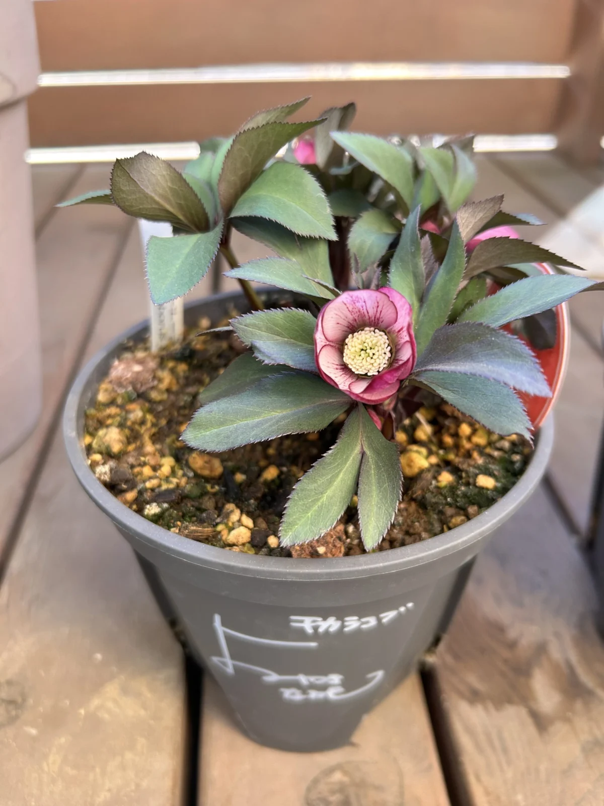 クリスマスローズ　ベビードール