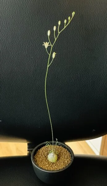 オーニソガラム コルガータ 花