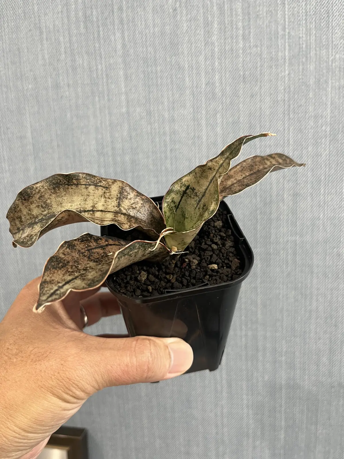 サンスベリア キルキー コパトーン