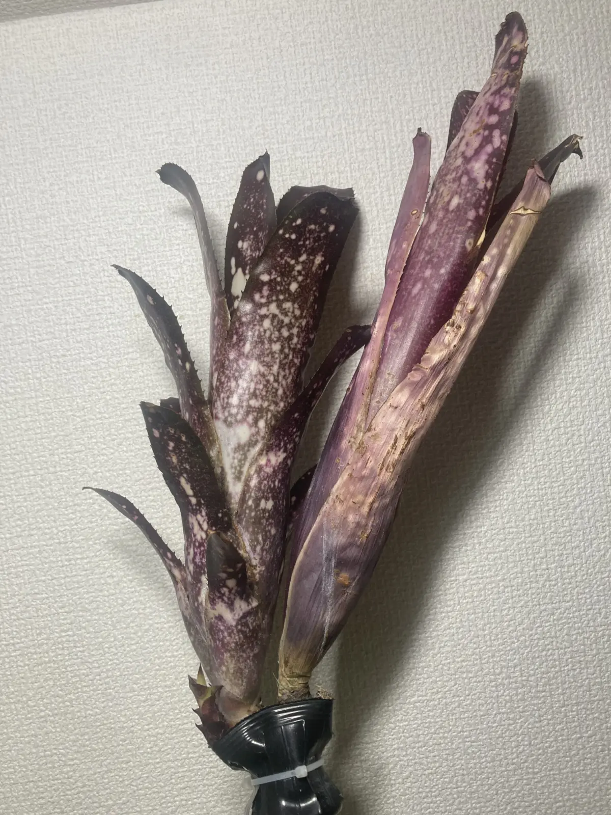 ビルベルギア　ハレルヤ