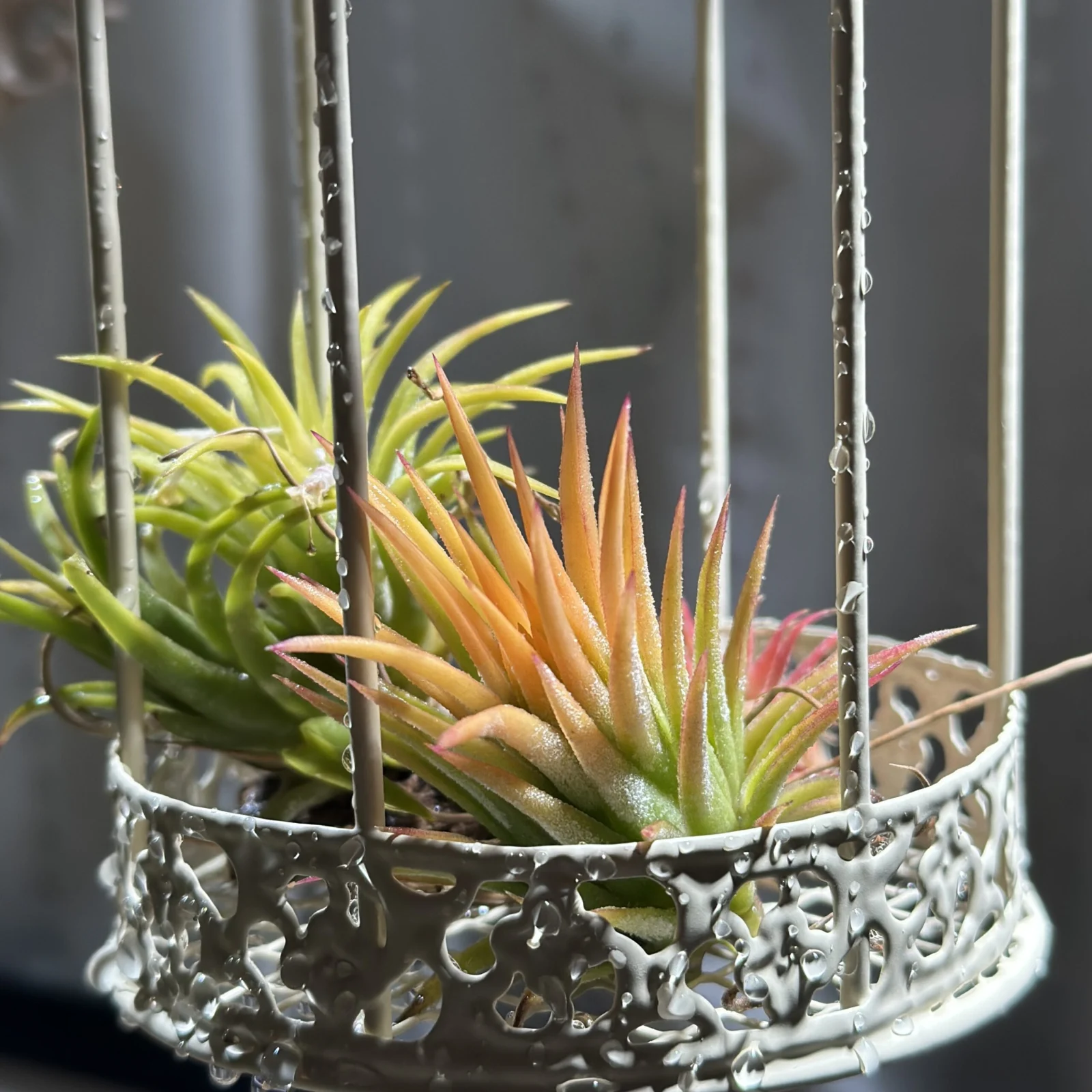 ティランジア　イオナンタ　ソル