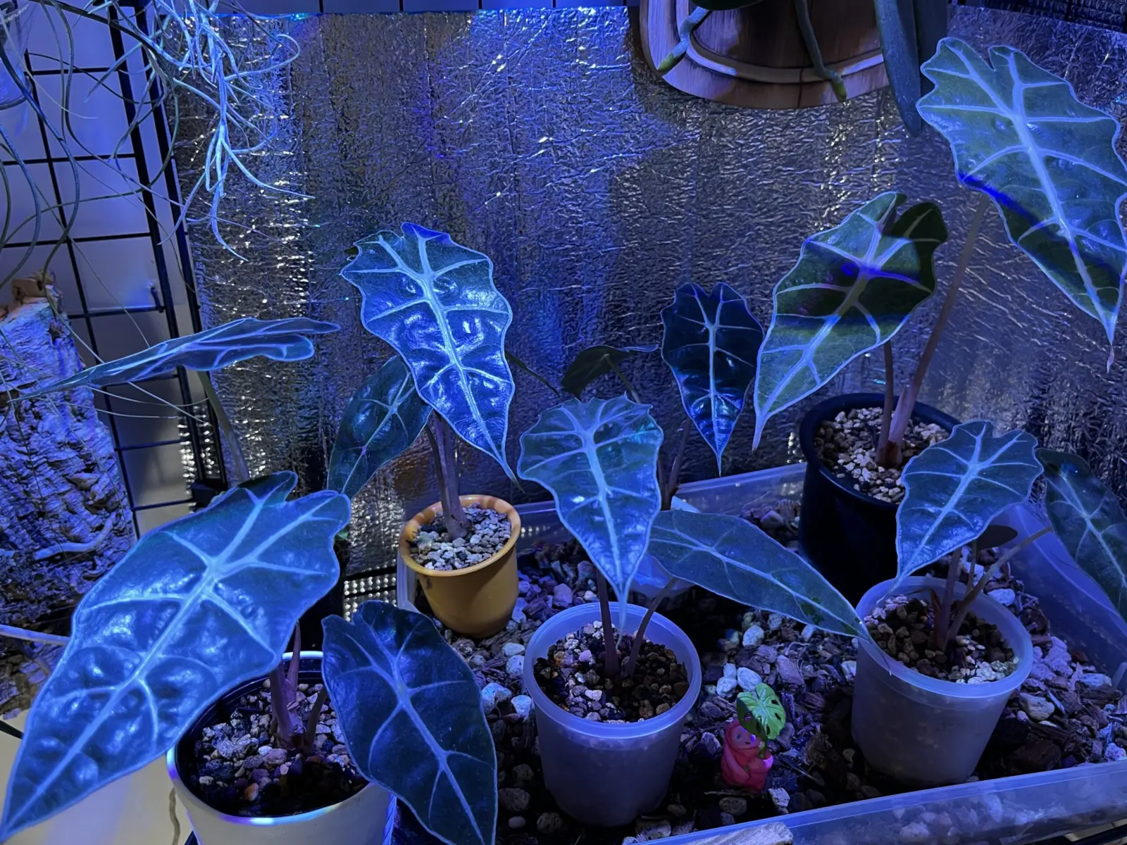 アロカシア アマゾニカ