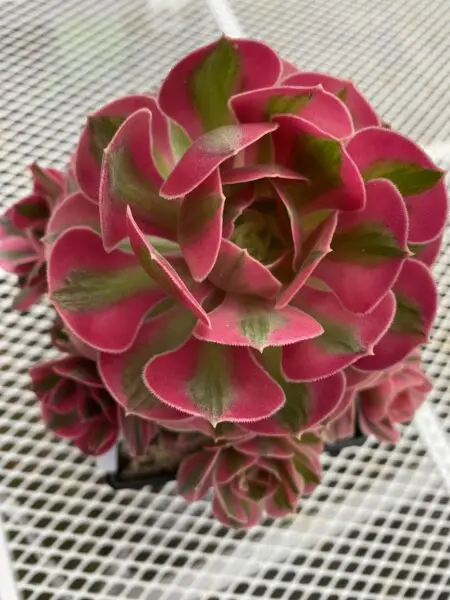 多肉植物 アエオニウム ピンクウィッチ
