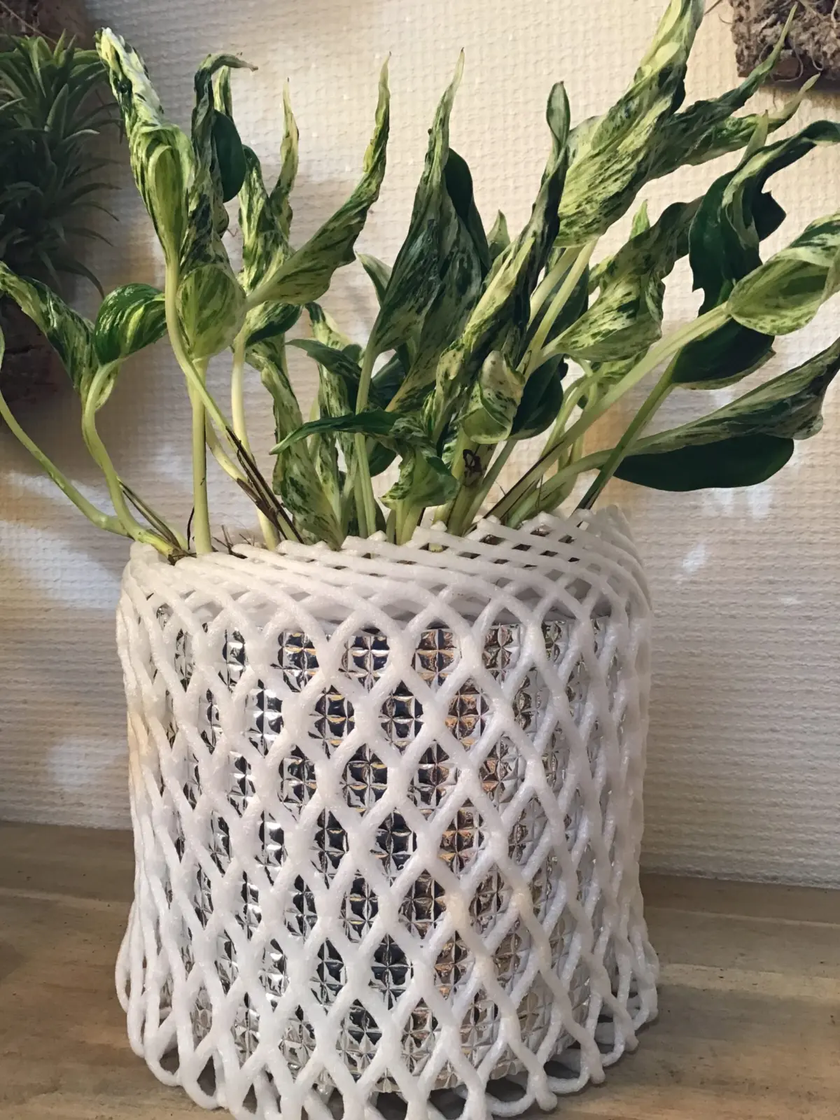 ポトス　テルノラブソング