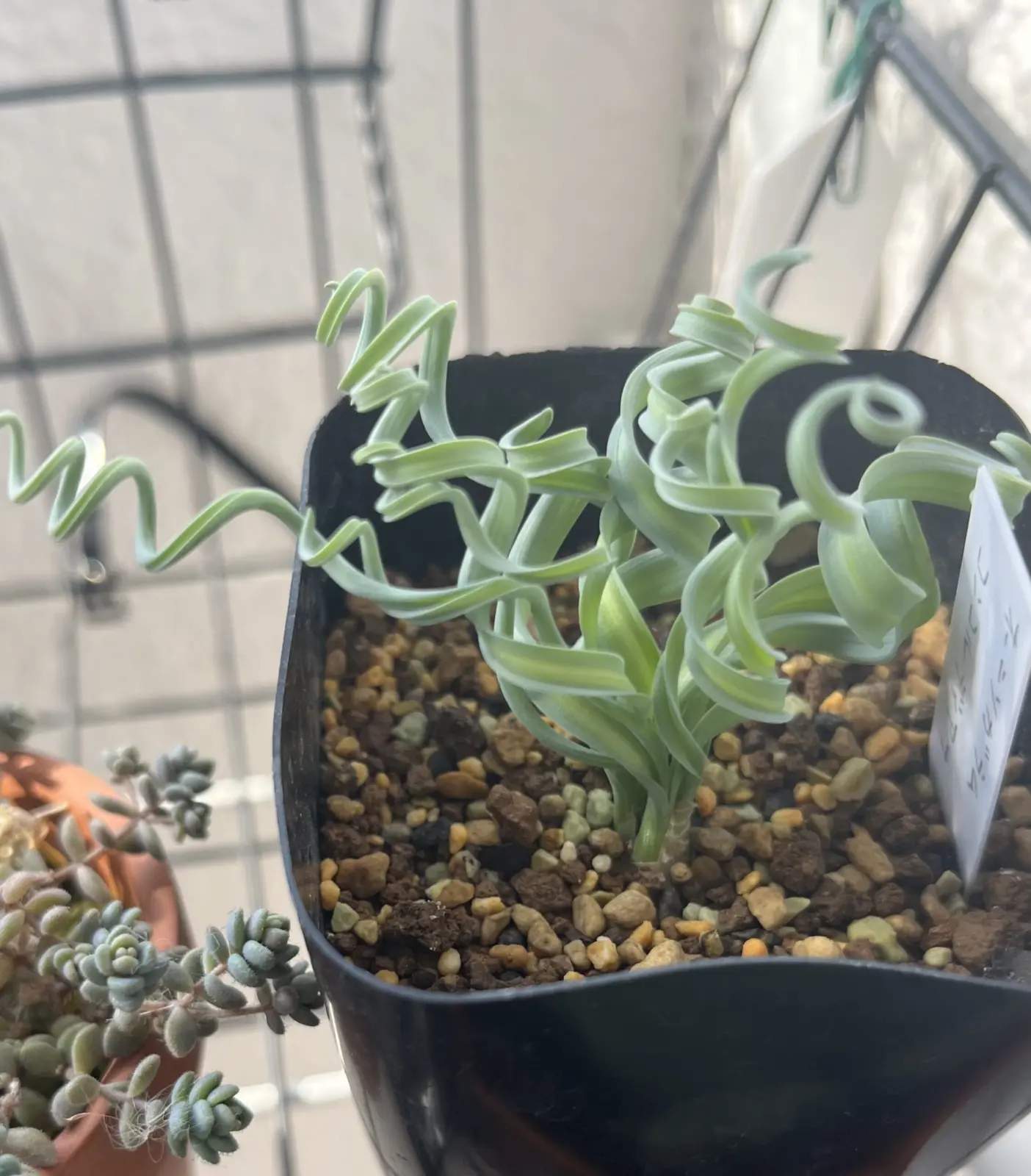 アルブカ　コンコルディアナ