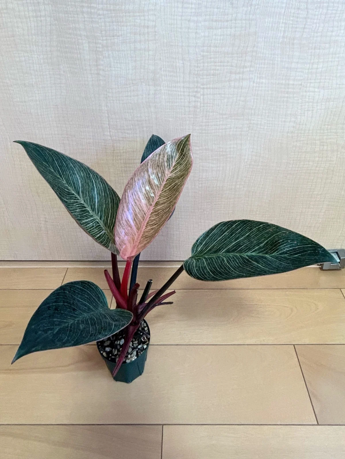 フィロデンドロン ピンクバーキン ③