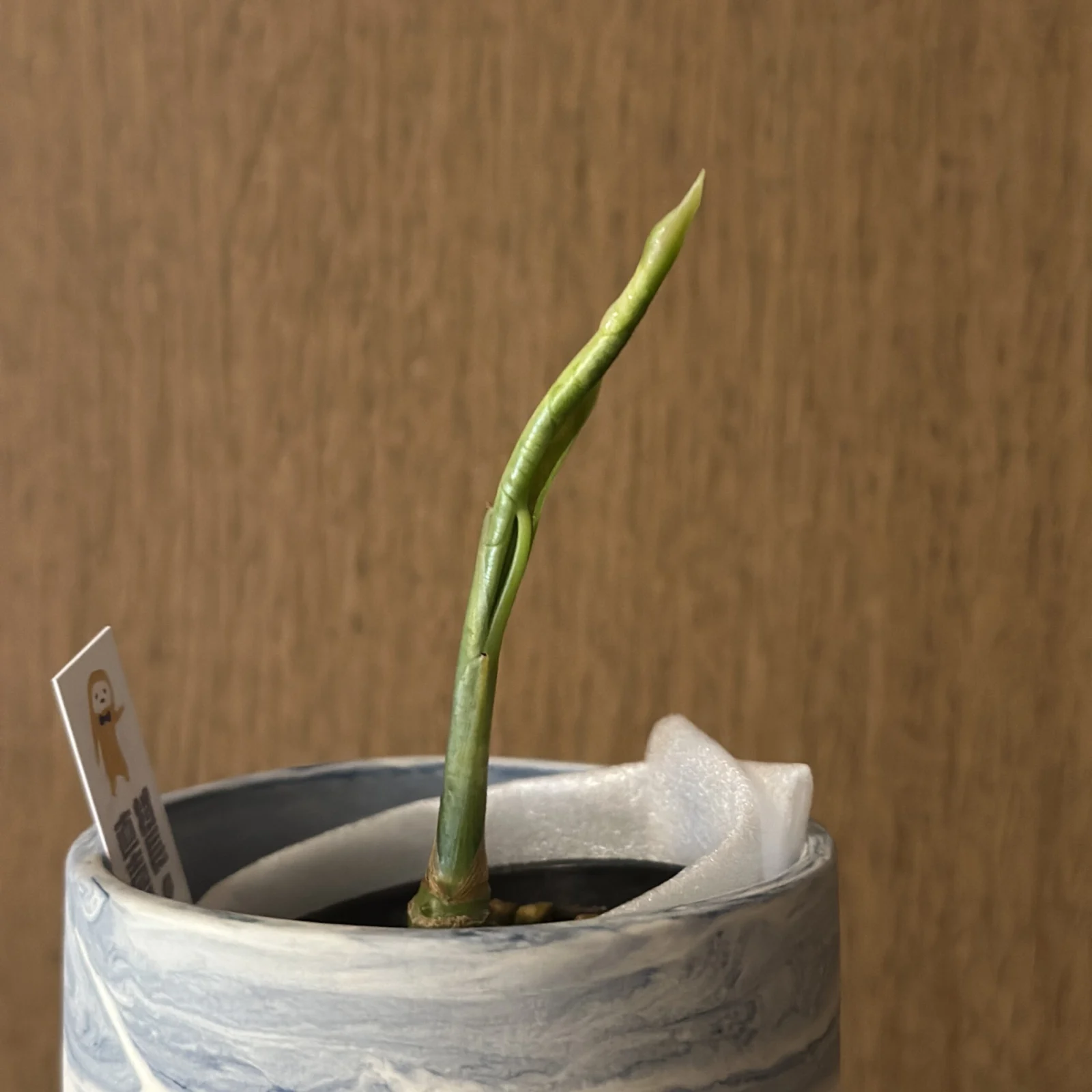 アロカシア　スモー