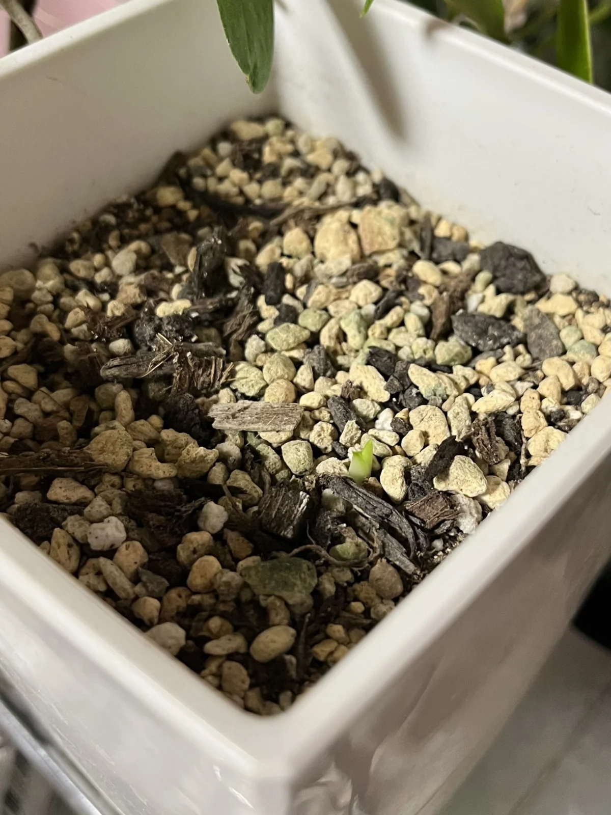 カラー　フローズンクイーン