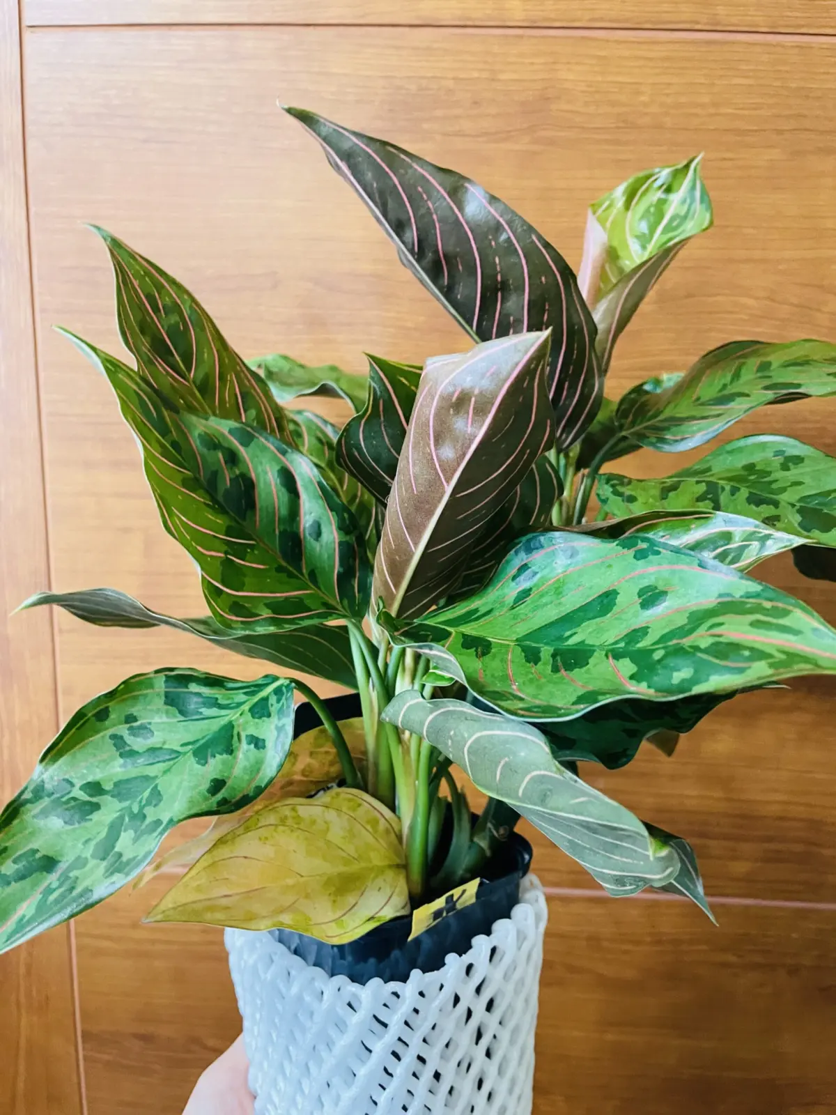 アグラオネマ　古葉と新葉の関係