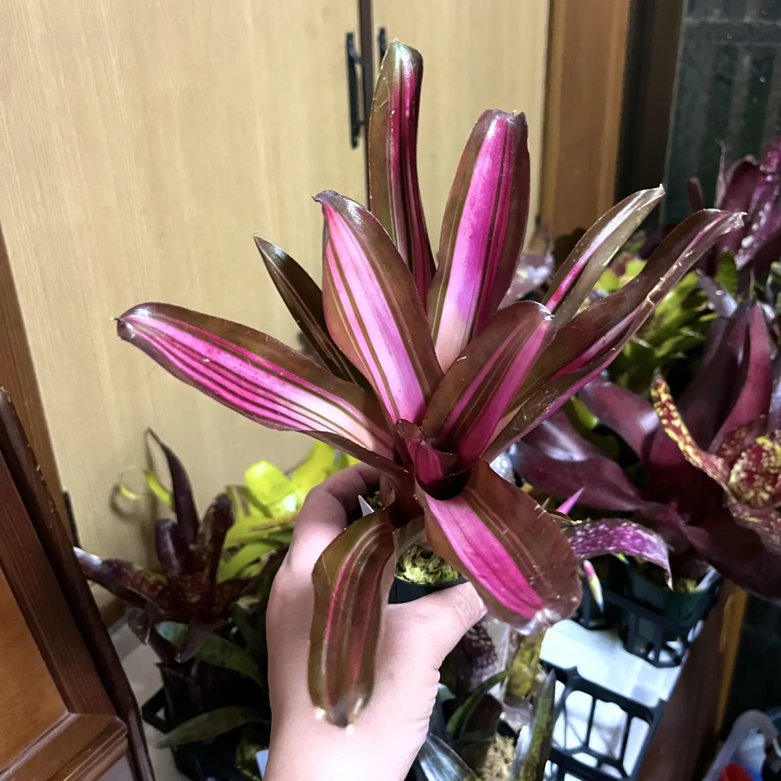 ネオレゲリア　サテンドール