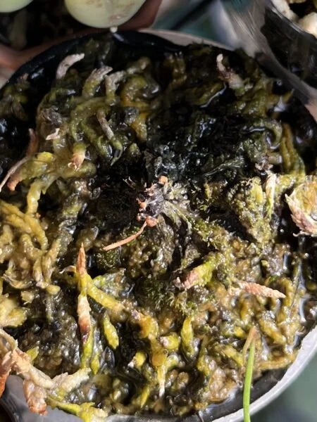食虫植物 ドロセラ トウカイエンシス トウカイコモウセンゴケ