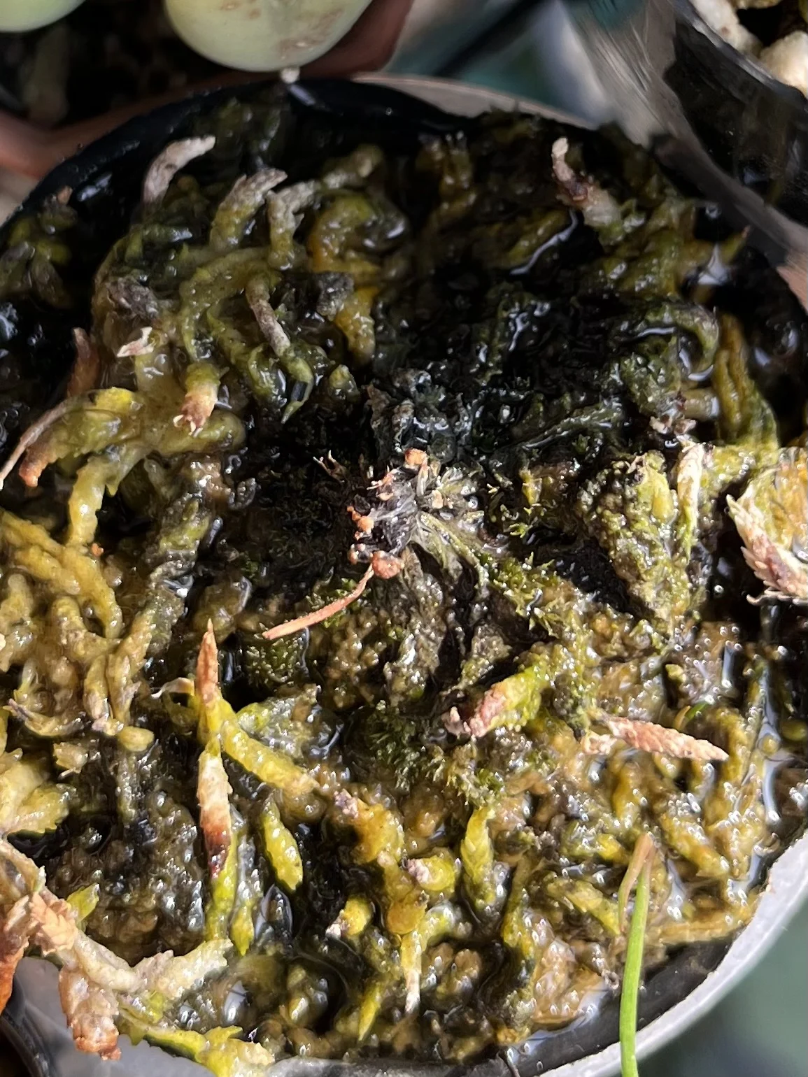 食虫植物　ドロセラ　トウカイエンシス　トウカイコモウセンゴケ