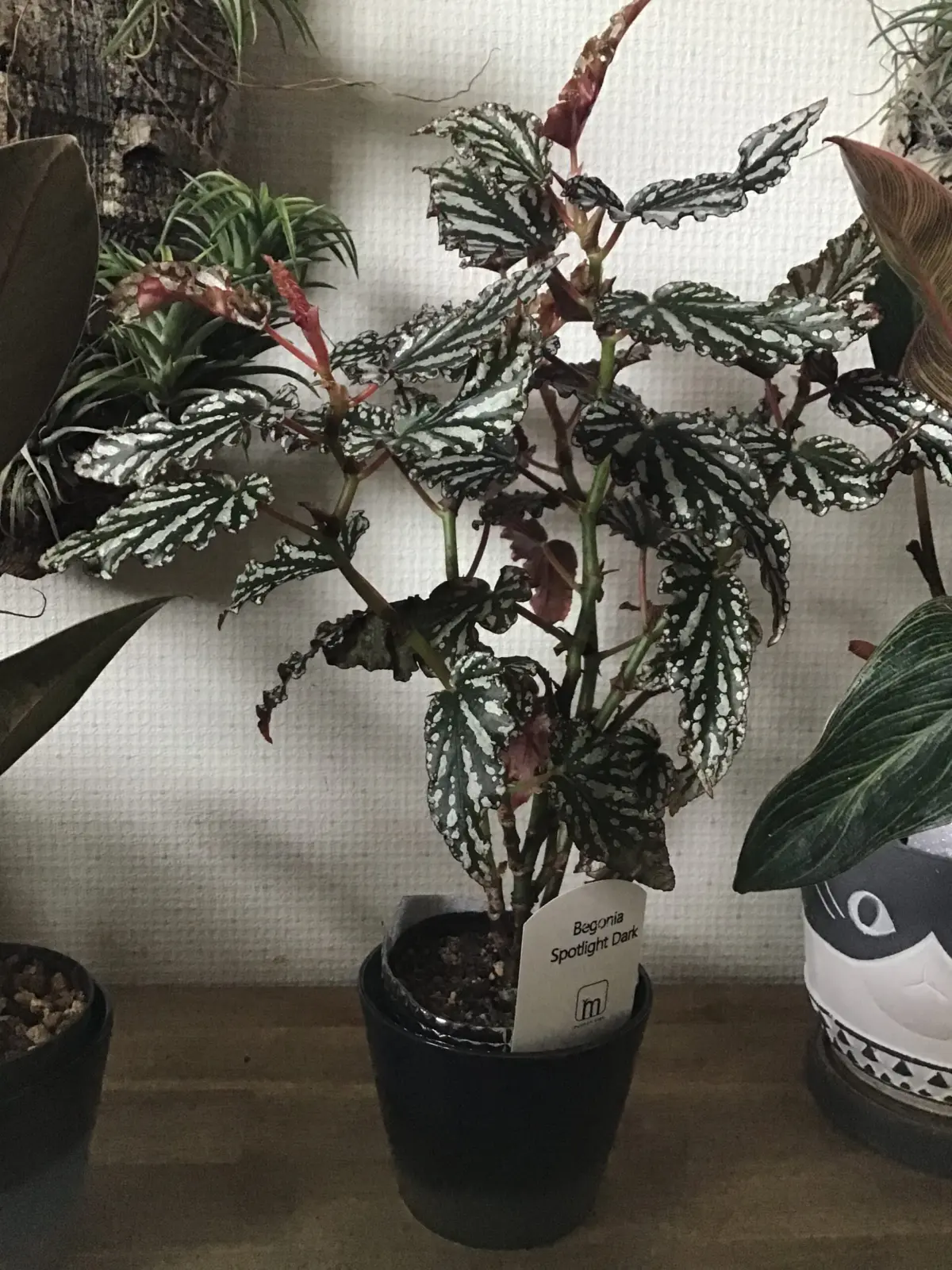 ベゴニア スポットライトダーク