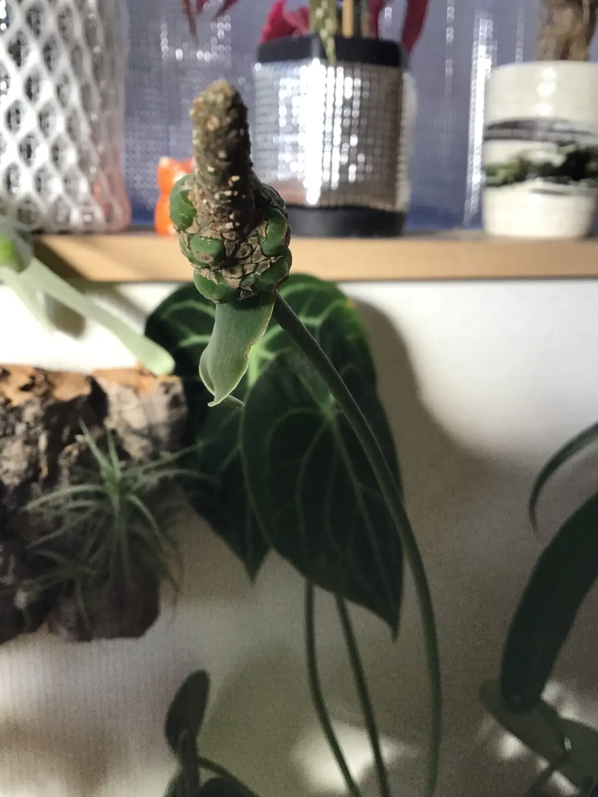 アンスリウム クラリネルビウム