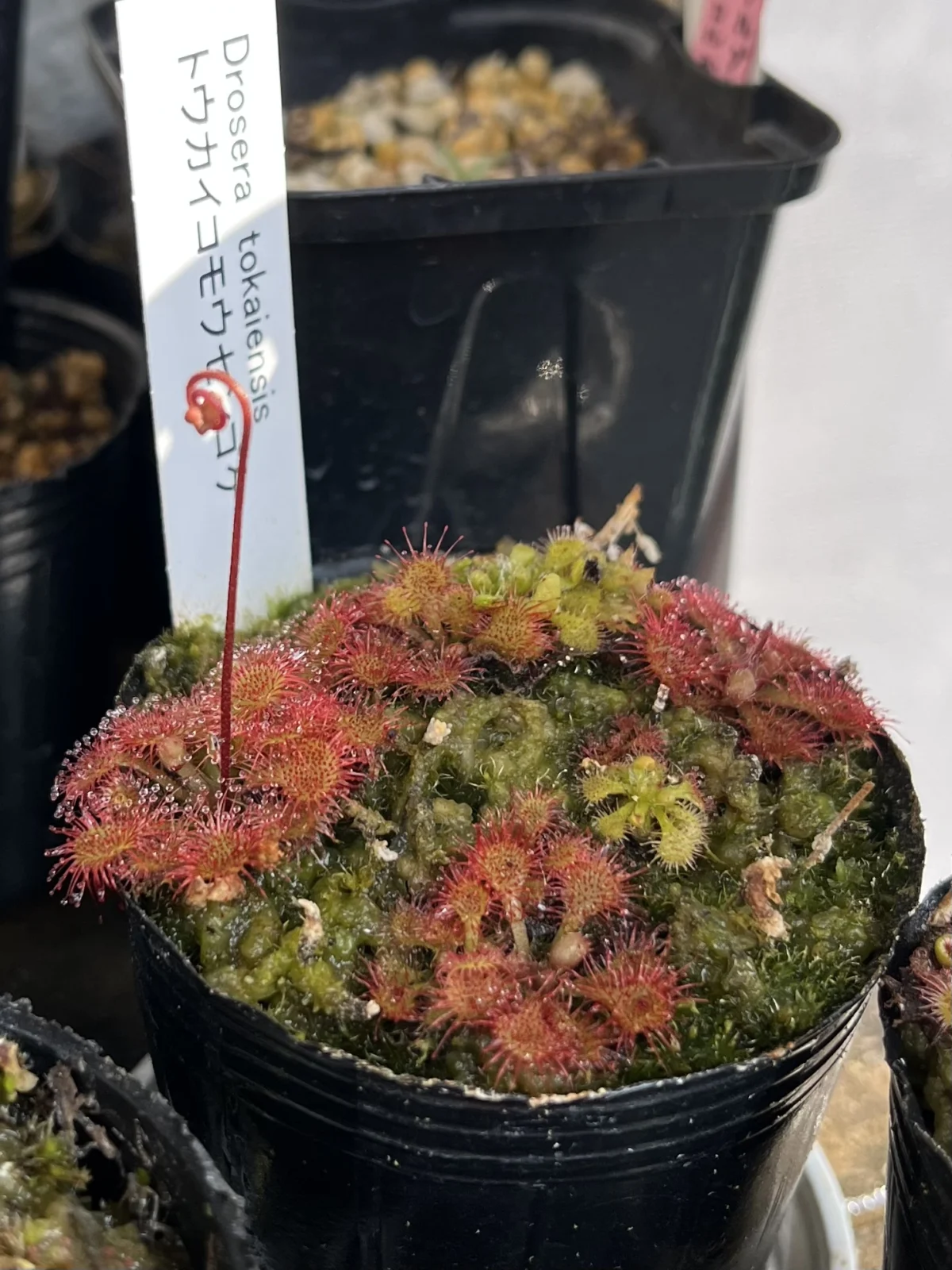 食虫植物　ドロセラ　トウカイエンシス　屋外越冬　トウカイコモウセンゴケ