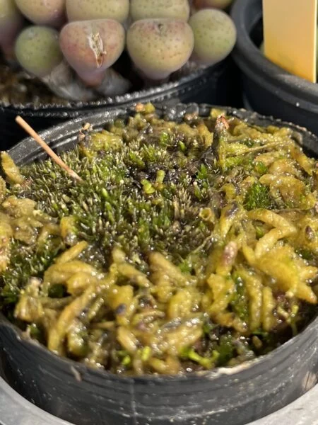 食虫植物 ドロセラ トウカイエンシス 屋外越冬 トウカイコモウセンゴケ