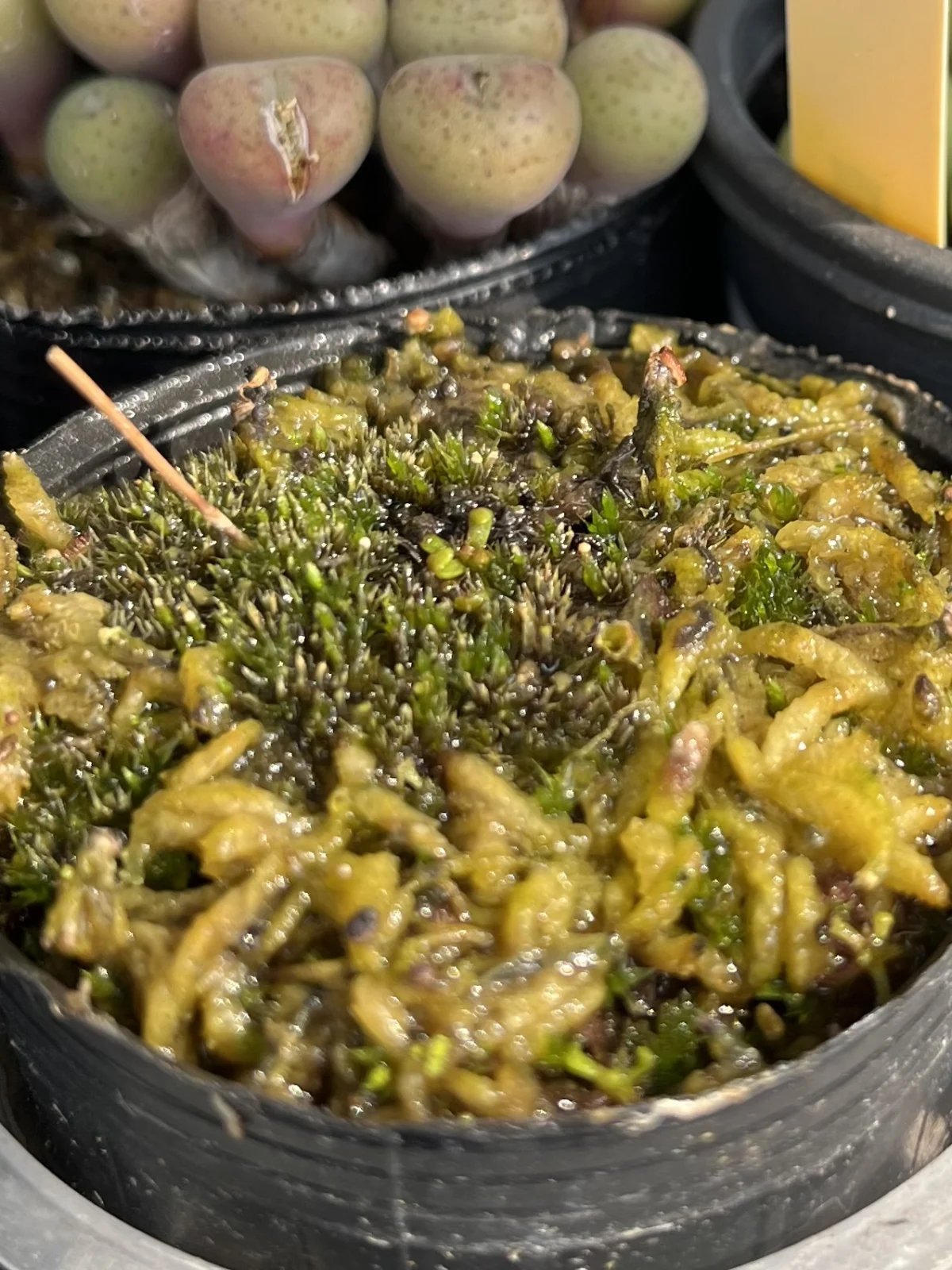 食虫植物　ドロセラ　トウカイエンシス　屋外越冬　トウカイコモウセンゴケ