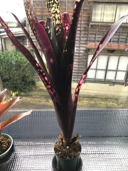 ビルベルギア ハレルヤ