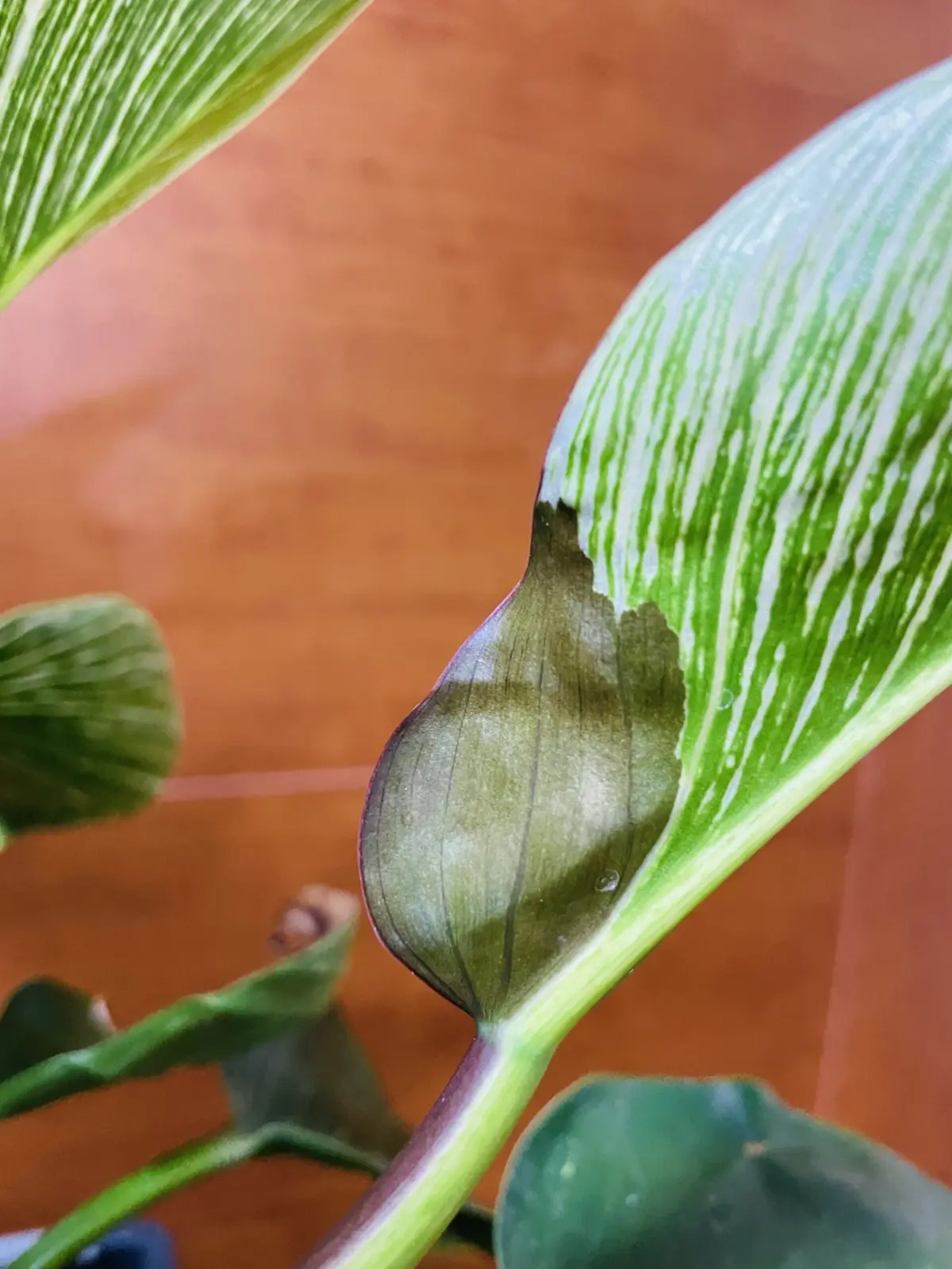 フィロデンドロン　バーキン　葉裏変色　先祖がえり