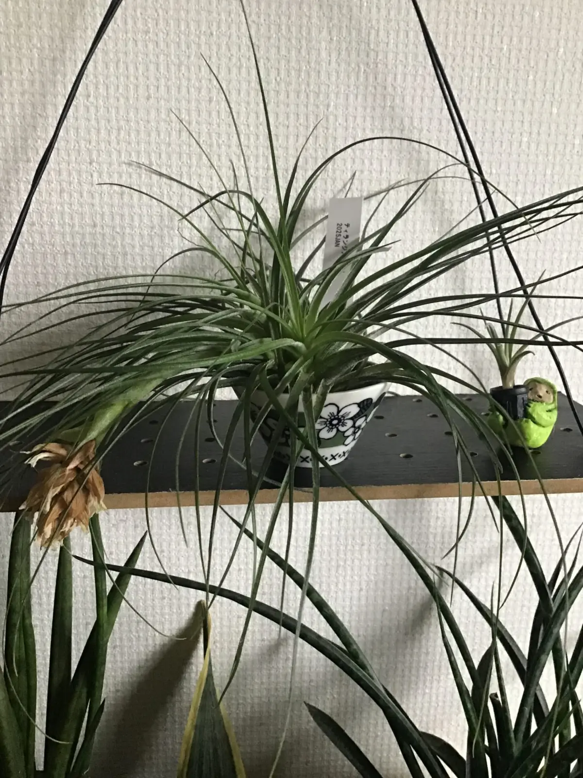 ティランジア　マナ